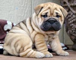Pin On Dog