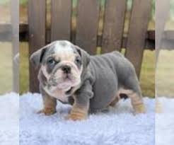 Puppies are available occasionally, definitely not every month of the year. Bulldog Puppies Near Portland Oregon
