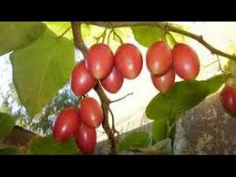 The peak of availability is in july and august. How To Prune Tomato Tree Tamarillo Tomate De Arbol Maintenance Tvagro Por Juan Gonzalo Angel Youtube