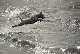 See reviews, photos, directions, phone numbers and more for the pet doctor locations in myrtle beach, sc. Myrtle Beach Pet Friendly Vacation Rentals