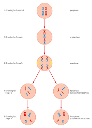 Mitosis worksheet printable, mitosis worksheets answers, mitosis worksheet packet answers, meiosis worksheets high school, mitosis worksheet biology answer key the best cell cycle mitosis coloring worksheet coloring from mitosis worksheet answers , source: Activities And Answer Keys Ck 12 Foundation