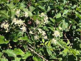 Maybe you would like to learn more about one of these? La Clematite Des Haies L Herbe Aux Gueux Les Conseils Phyto Aromatiques De Laurence Et Ses Expertes