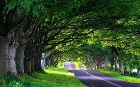 Tree Lined Street Summer Landscape Wallpaper Bod Naturalnyj Priroda Prudy
