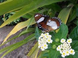 Check spelling or type a new query. Butterfly Garden Plants How To Attract Butterflies