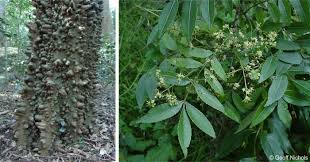Image result for Zanthoxylum usambarense