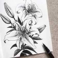No Photo Description Available Pencil Drawings Of Flowers Lilies Drawing Lily Tattoo Design