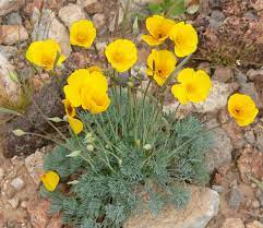 However, keep the bloom status of the poppies in mind to make your visit worthwhile. Eschscholzia Glyptosperma Wikipedia
