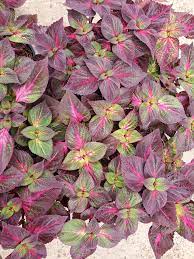 Its importance is that not everyone can be as successful growing plants from seed as a plant nursery, and also most people prefe. Henry S Greenhouse And Nursery Home Facebook