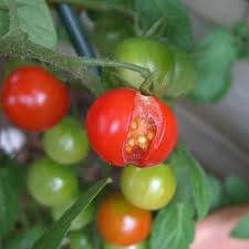 It depends on the type of tomato plants you're growing and how you're supporting them. Why Do Tomatoes Split And Crack Overcoming And Preventing It Dengarden