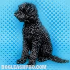 Blue Poodle Complete Guide Dog Leash Pro