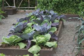 Check spelling or type a new query. No Till Vegetable Gardening For Home Gardens Gardening At Usask College Of Agriculture And Bioresources University Of Saskatchewan