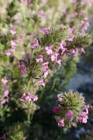 Image result for Micromeria