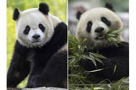 Image result for pandas