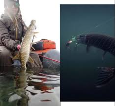 Hundenapf ständer futternapf edelstahl fressnapf 1 x 4000 ml höhenverstellbar. Fiska Stor Gadda I Norrlandska Svansele