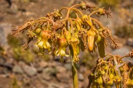 Image result for Cotyledon barbeyi