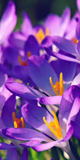 Crocus Bright And Violet Flower 1080x2160 Wallpaper Violet Flower Flowers Crocus