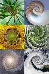 Resultado de imagem para spirals in nature