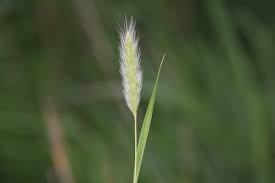 Image result for Polypogon