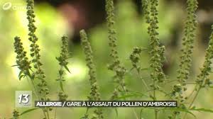 L'ambroisie est une plante invasive reconnue mauvaise herbe. Allergies L Ambroisie Une Plante Au Pollen Tres Nocif S Installe Peu A Peu En Belgique