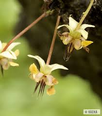 Fleur De Cacaoyer Flower Cocoa Tree C Kaoka Archipel
