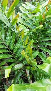 Image result for Acrostichum aureum