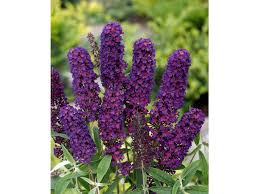 Image result for Komule empire blue