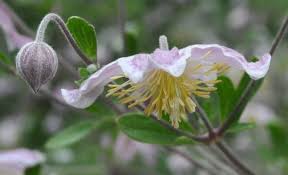 Image result for Clematis brachiata