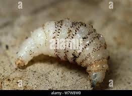 Don't say we didn't warn you. Menschliche Botfly Dermatobia Hominis Larven Bei Hunden Die Haut Atmung Rohr Franzosisch Guayana Stockfotografie Alamy