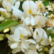 Image result for Baphia massaiensis