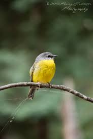An Eastern Yellow Robin Such An Amazing Bird This One Let Me Come Within A Few Metres Of It Australian Native Birds Australian Birds Bird Photography
