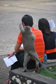 Rhesus macaques and baboons may cost $3000 to $3,500. Bali S Thieving Monkeys Will Return Your Stolen Items For A Price Animal Behaviour Earth Touch News