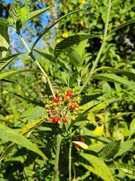 Image result for Psychotria vogeliana