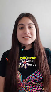 Cual Es Mejor El Jabon Rosa Venus Rosa O Rosa Veus Avena