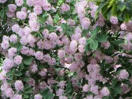 Image result for Dais cotinifolia