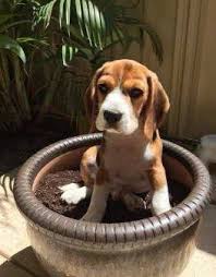 What is the best dog food for beagle puppies? How To Properly Feed A Beagle Puppy Adult Or Senior Dog