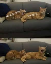 Theres always one who ruins the photo funny memes animals cats jokes story meme lol funny quote funny quotes funny sayings joke hilarious humor stories animal memes funny jokes. Funny Cat Memes Funny Memes 2020 Clean