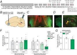 I have heard that they can vary up to.3 grams. The Role Of Anterior Insula Brainstem Projections And Alpha 1 Noradrenergic Receptors For Compulsion Like And Alcohol Only Drinking Neuropsychopharmacology