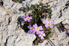 Image result for Malcolmia maritima