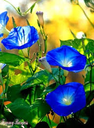 Pin By Patry Amor Al Arte On Flowers Morning Glory Flowers Garden Vines Morning Glory
