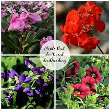 Plants That Don T Need Deadheading