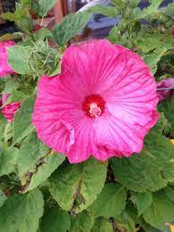 Perennial Hibiscus Rose Mallow Hibiscus Moscheutos Grows 6 To 8 Ft Tall Half As Wide With The Biggest Flowers Of Any Hibi Big Flowers Hibiscus Perennials