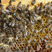Image result for Queen bee
