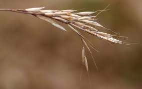 Image result for Arthraxon lancifolius