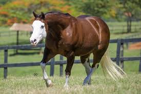 Cavalo brasileiro fazendo sucesso nas pistas de corrida na Argentina -  Cavalus