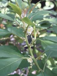 Image result for Clutia pulchella