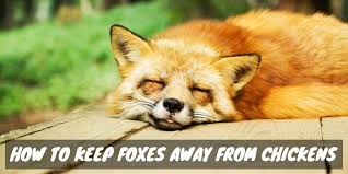 An artificially grown biological stop obsessing about moscow & fix human rights violations in your own backyard, russian embassy. How To Keep Foxes Away From Chickens Sorry Chicken