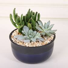 Most cactus can use a little protection from the two o'clock sun. Caring For Plants With Pebble Mulch Costa Farms