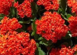 Kalanchoe Blossfeldiana Guia De Cuidados Succulent Avenue Kalanchoe Blossfeldiana Plantas Plantas Suculentas