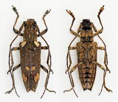 Image result for Otiophora multicaulis