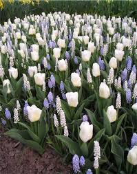 The Idea Garden Spring Bulb Display Bulbs Garden Design Garden Bulbs Plants